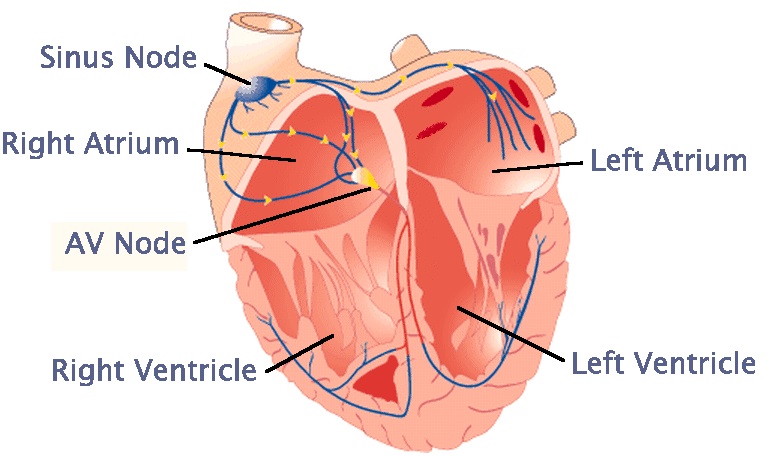 cardiac-conduction-system