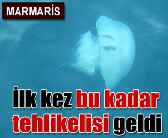 Eroğlu: Uzmanlar uyarıyor… Deniz suyu sıcaklığındaki artış, Deniz anası sayısını çok arttıracak. 4 göçmen deniz anası