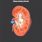 Renal Anatomi