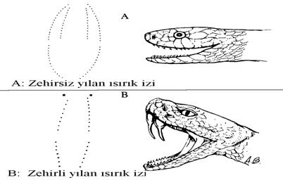 Yılan ısırık izleri
