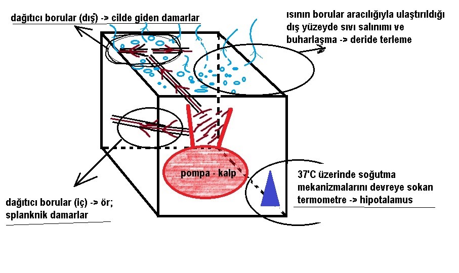 Sıcak çarpması: şematik olarak sürekli ısı üreten kapalı sistem (insan)