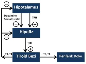Tiroid döngüsü